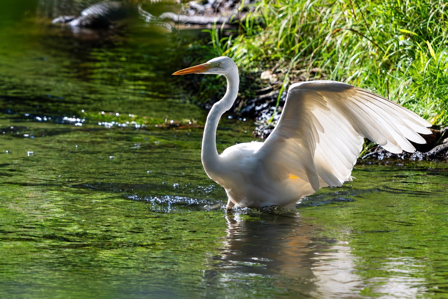 Ein weißer Reiher steht mit erhobenem Flügel im Wasser; daneben ist ein grasbewachsenes Ufer zu sehen.