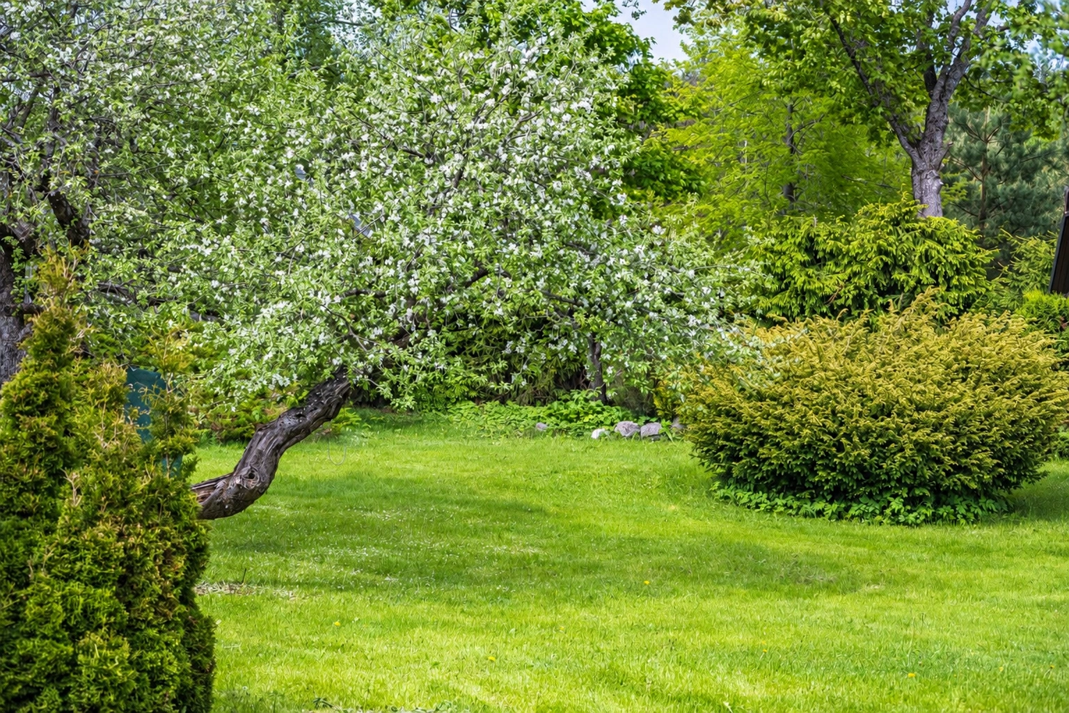 In the garden, a green lawn, a flowering tree with a leaning trunk, and shrubs are visible.