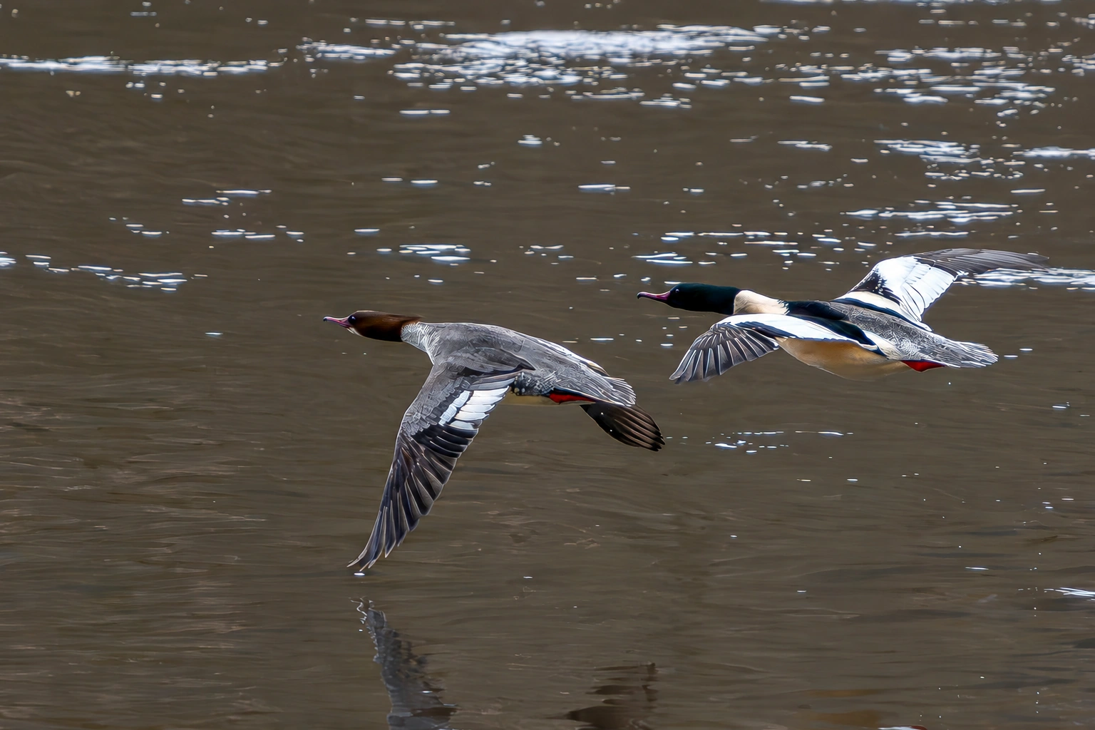 Zwei Enten fliegen mit ausgebreiteten Flügeln tief über der Wasseroberfläche.